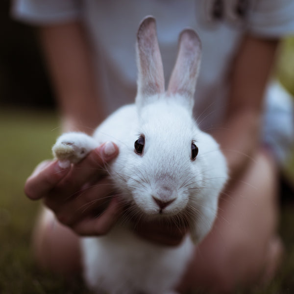 Cruelty Free vs Vegan Makeup: Know the differences