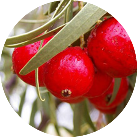 The BONF Natural Ingredients Makeup Quandong